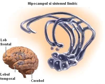 imagine cu sistemul limbic